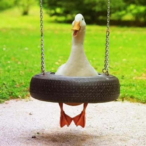 Funny Goose On Tire Swing Background