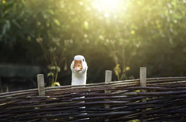 Funny Goose Peeking Above Fence Background