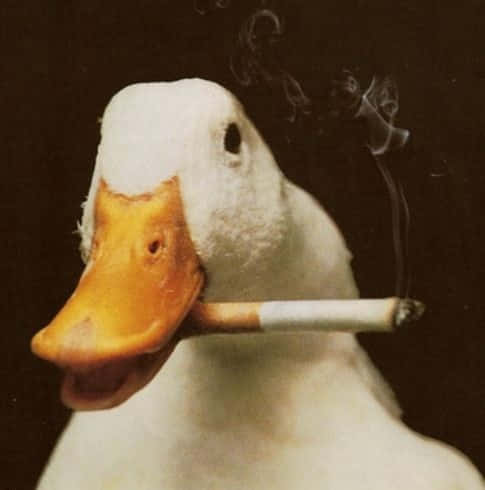 Funny Goose Smoking Cigarette Background