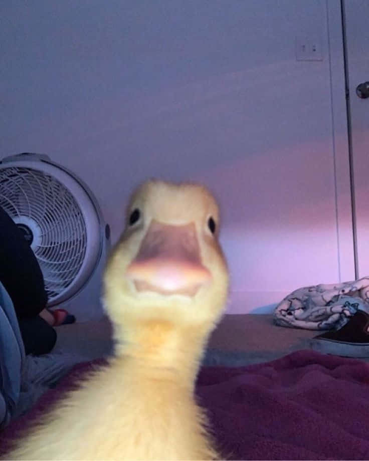 Funny Goose Stares At Camera Background