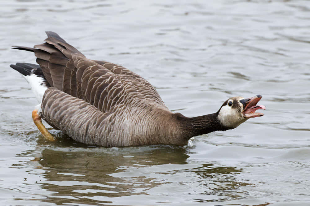 Funny Goose Swimming In Pond Background