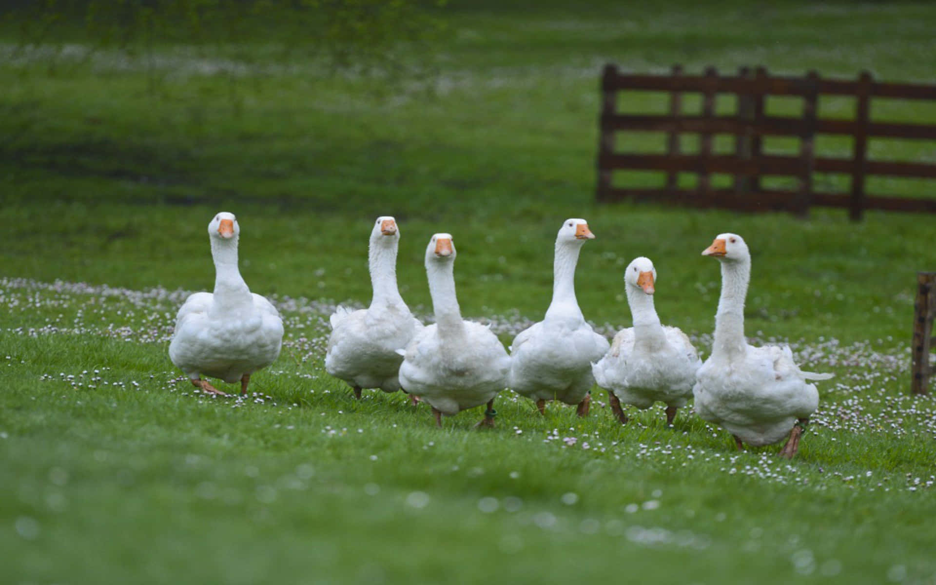 Funny Goose Walking Grass Background