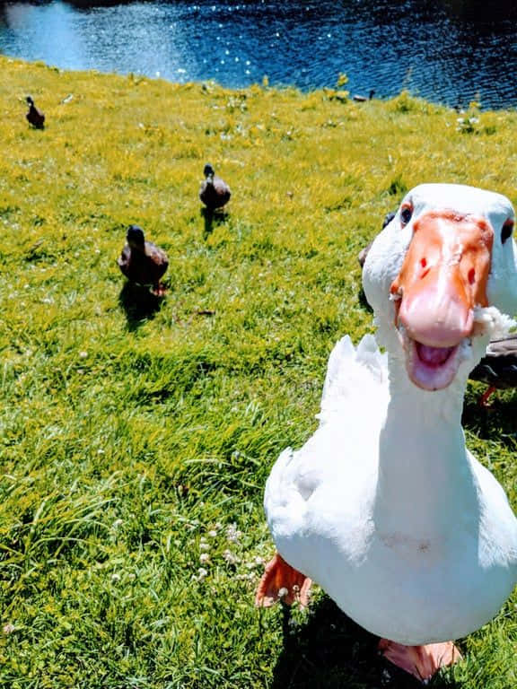 Funny Goose With Brown Ducks Background