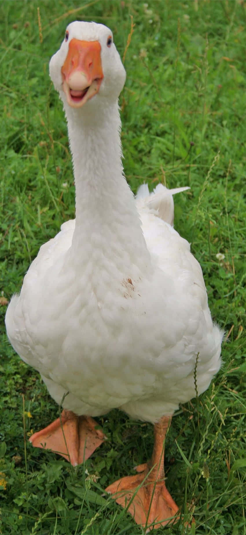 Funny Goose With Cute Smile Background