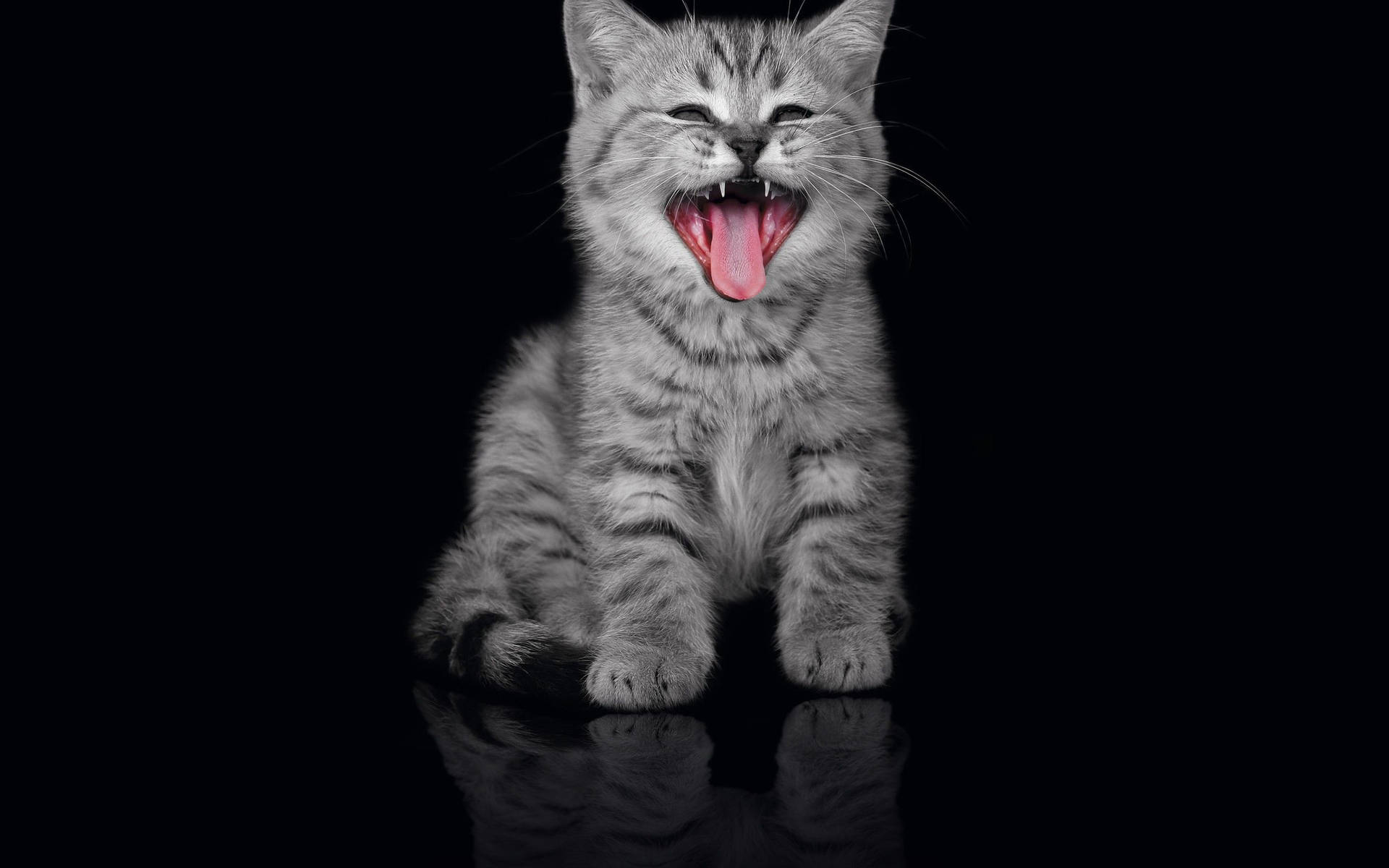 Funny Grey Cool Cat Background