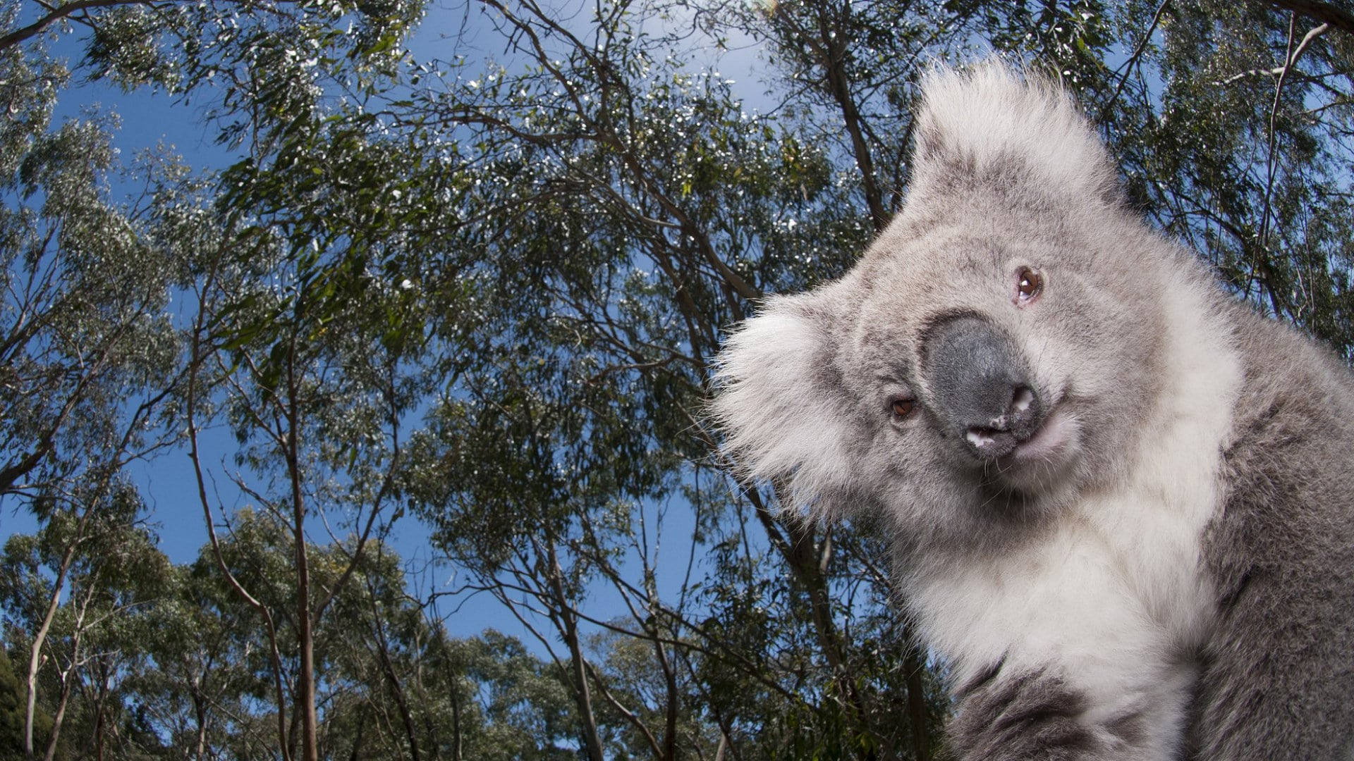 Funny Koala Animal Background