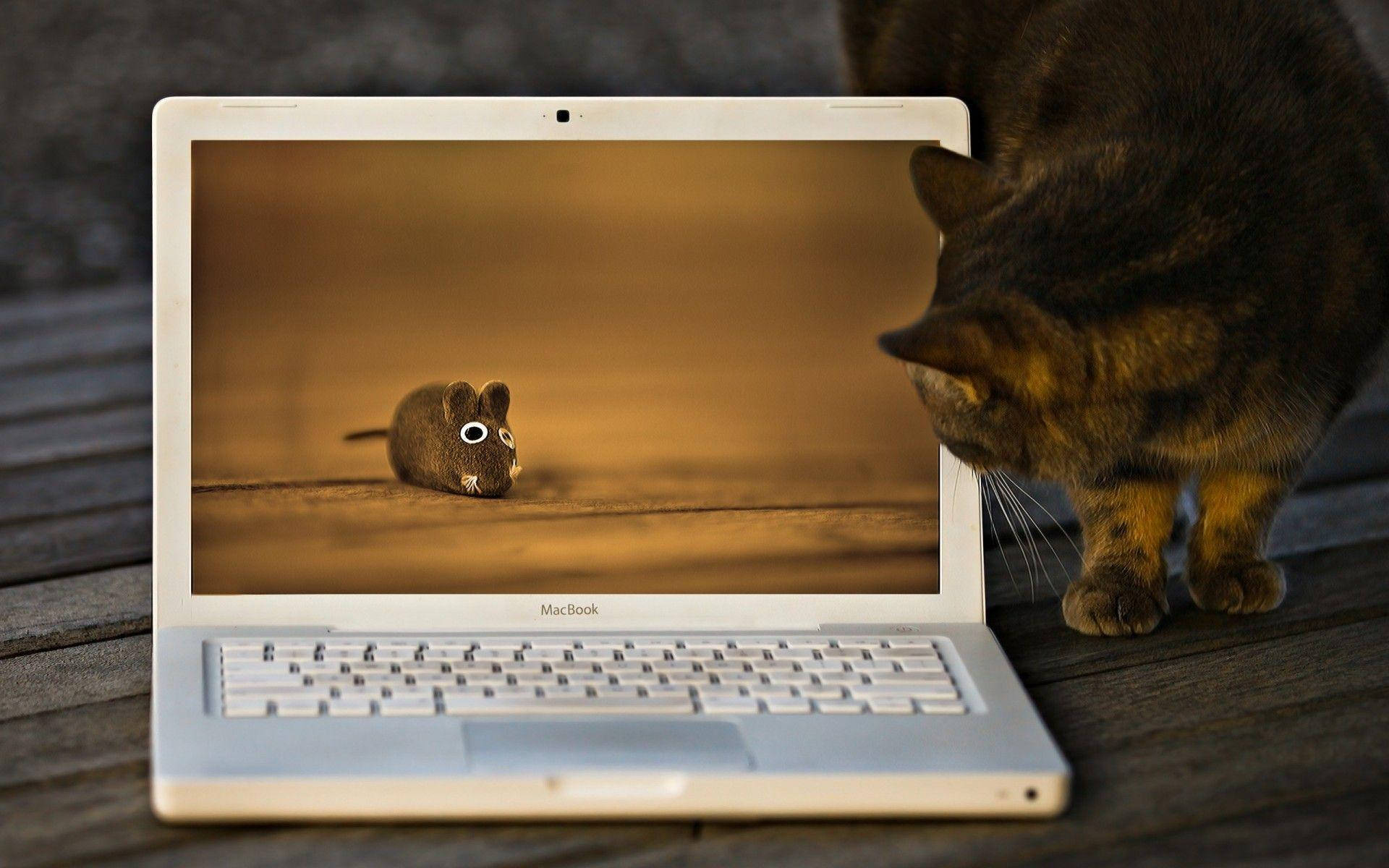 Funny Laptop Cat Background
