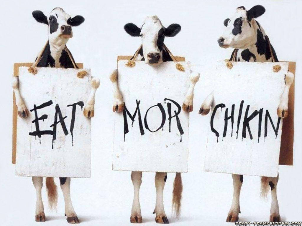 Funny Laptop Chick Fil A Cow Background