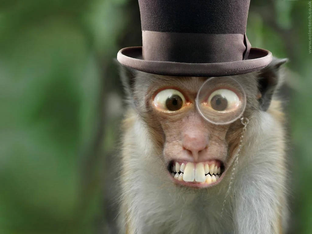 Funny Magician Monkey Background