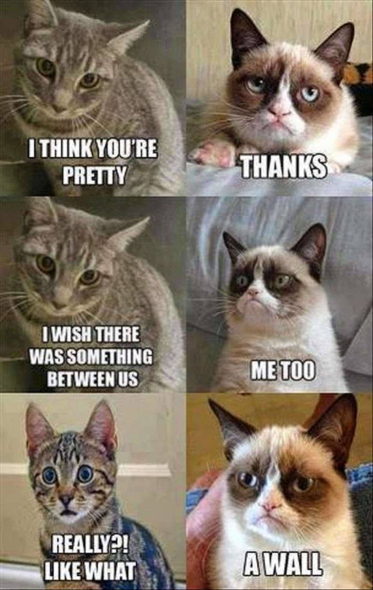 Funny Meme Grumpy Cat Wall Background