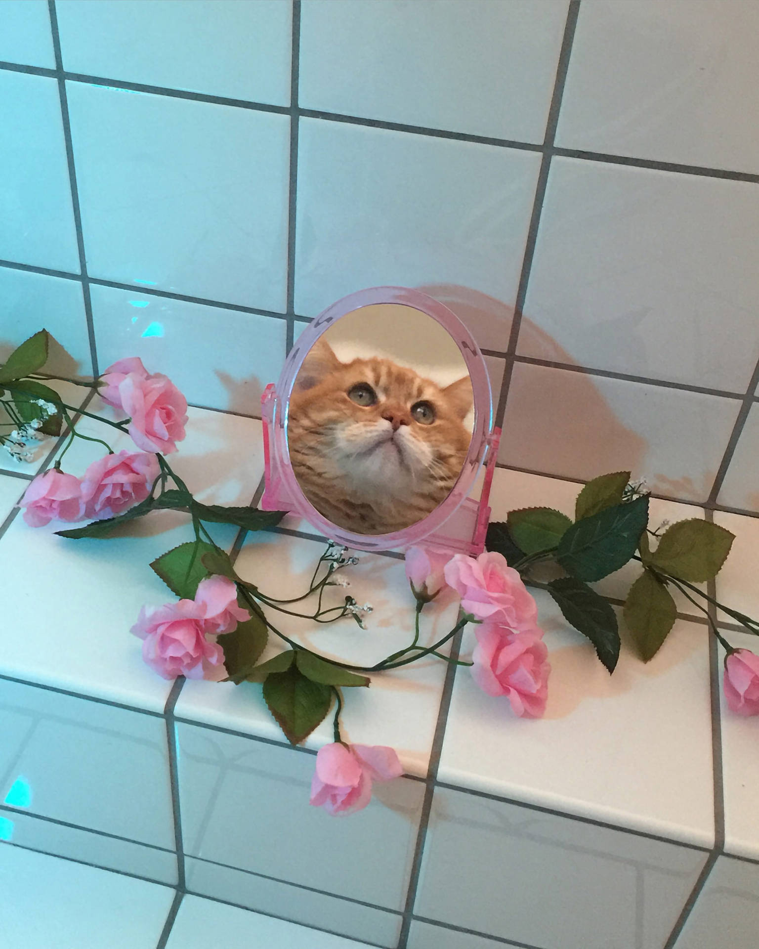 Funny Mirror Cat Aesthetic Background