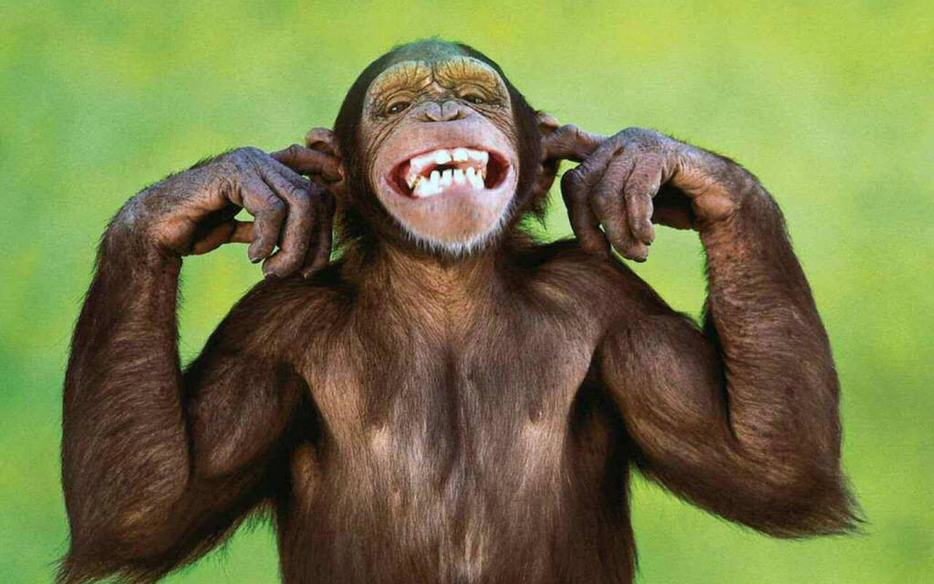 Funny Monkey Blocking Ears Background