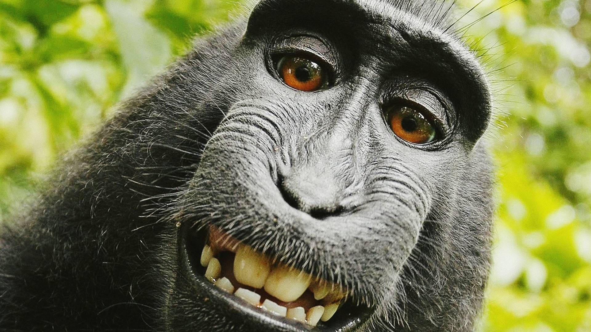 Funny Monkey Closeup Background
