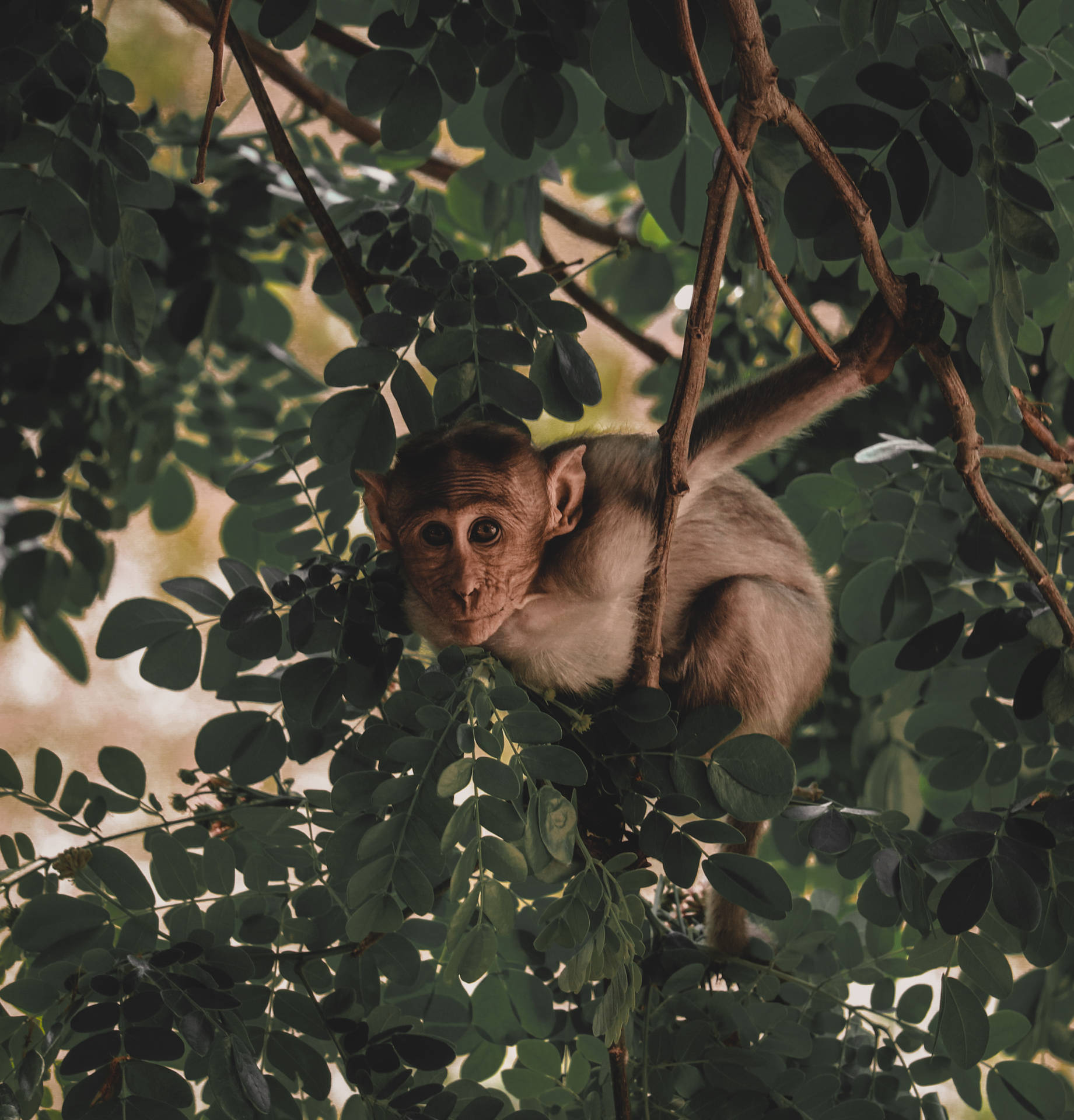 Funny Monkey On Moringa Tree Background