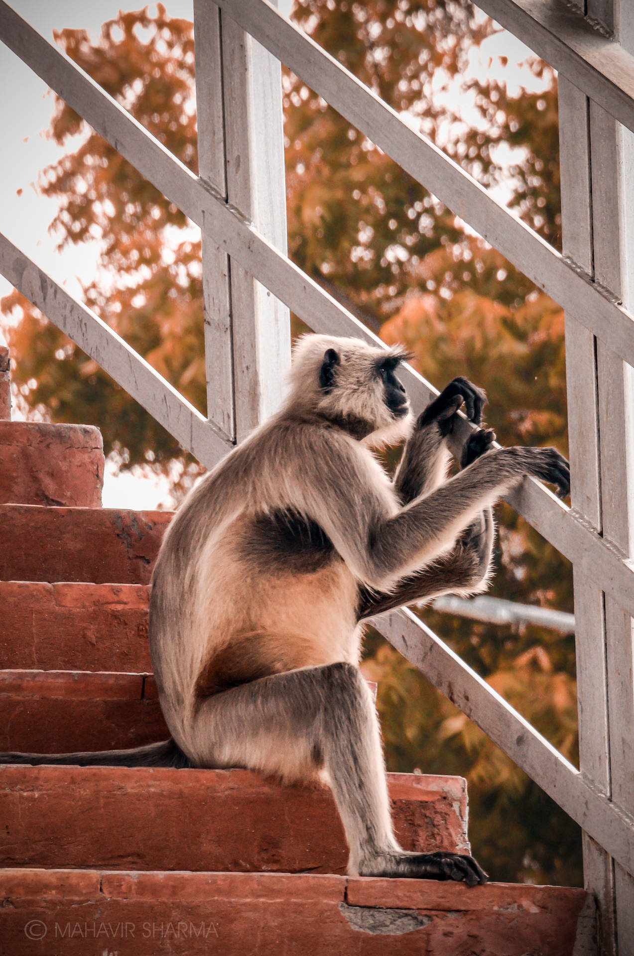 Funny Monkey On Stairs Background