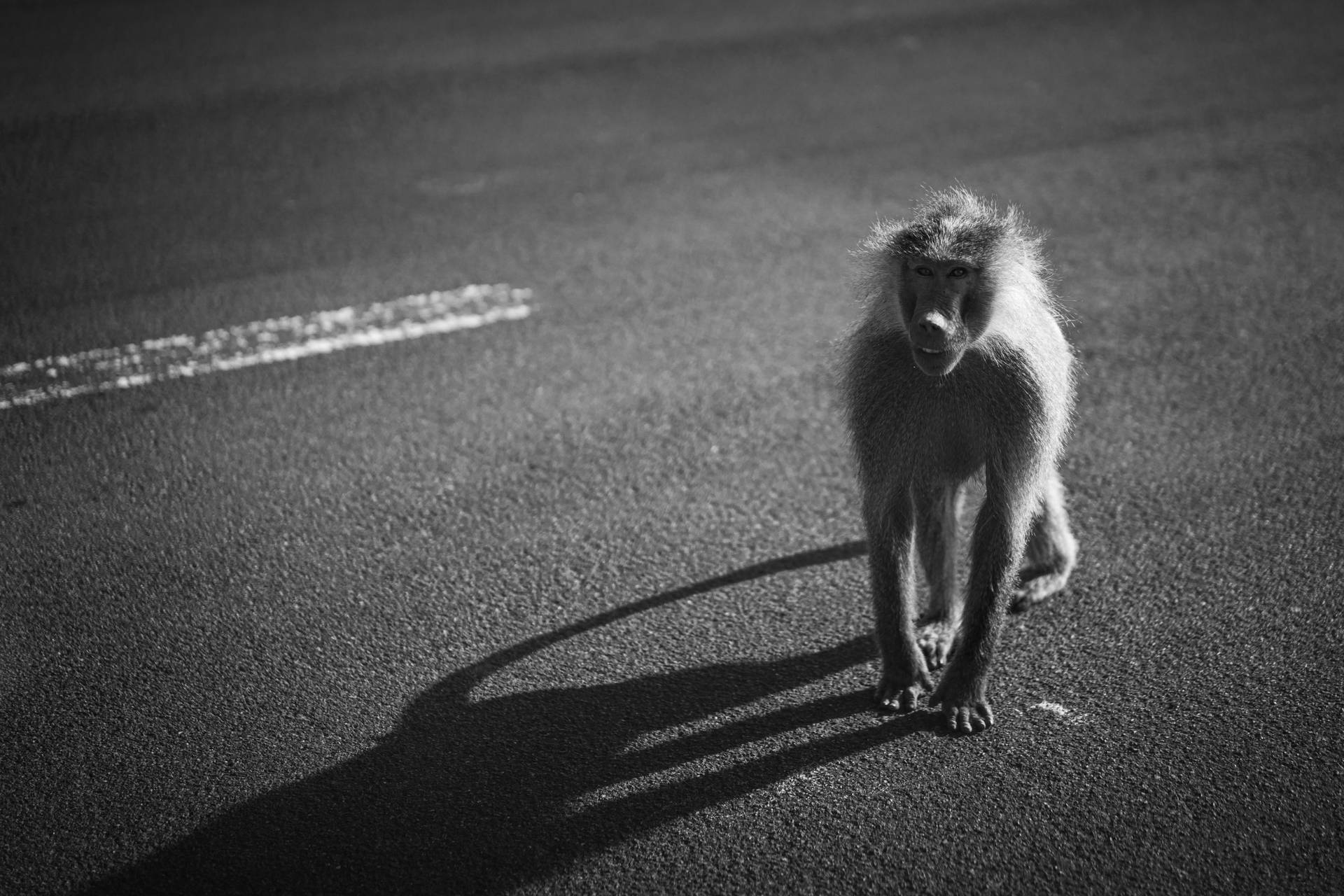 Funny Monkey On The Road Background
