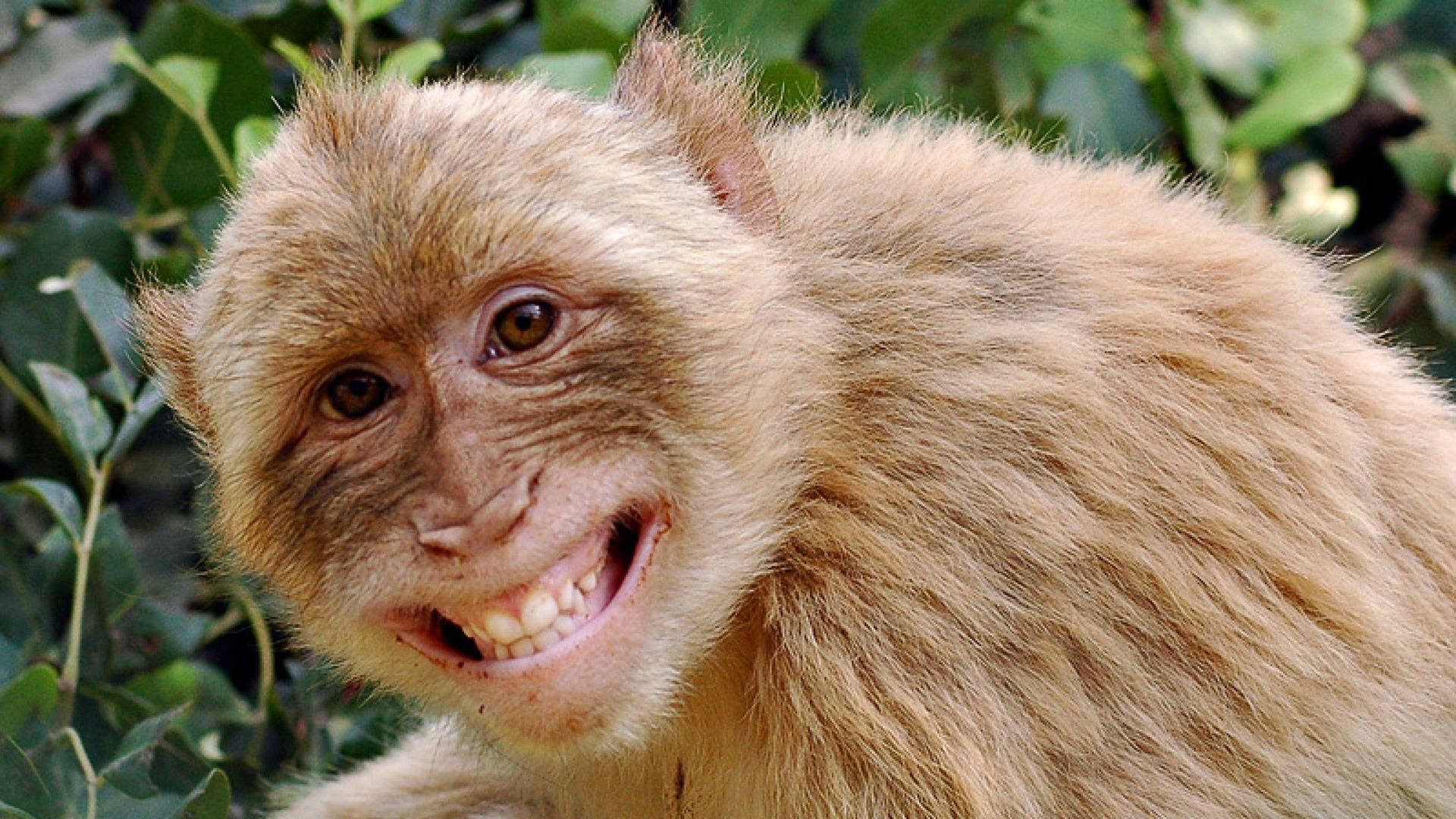 Funny Monkey Smiling Background