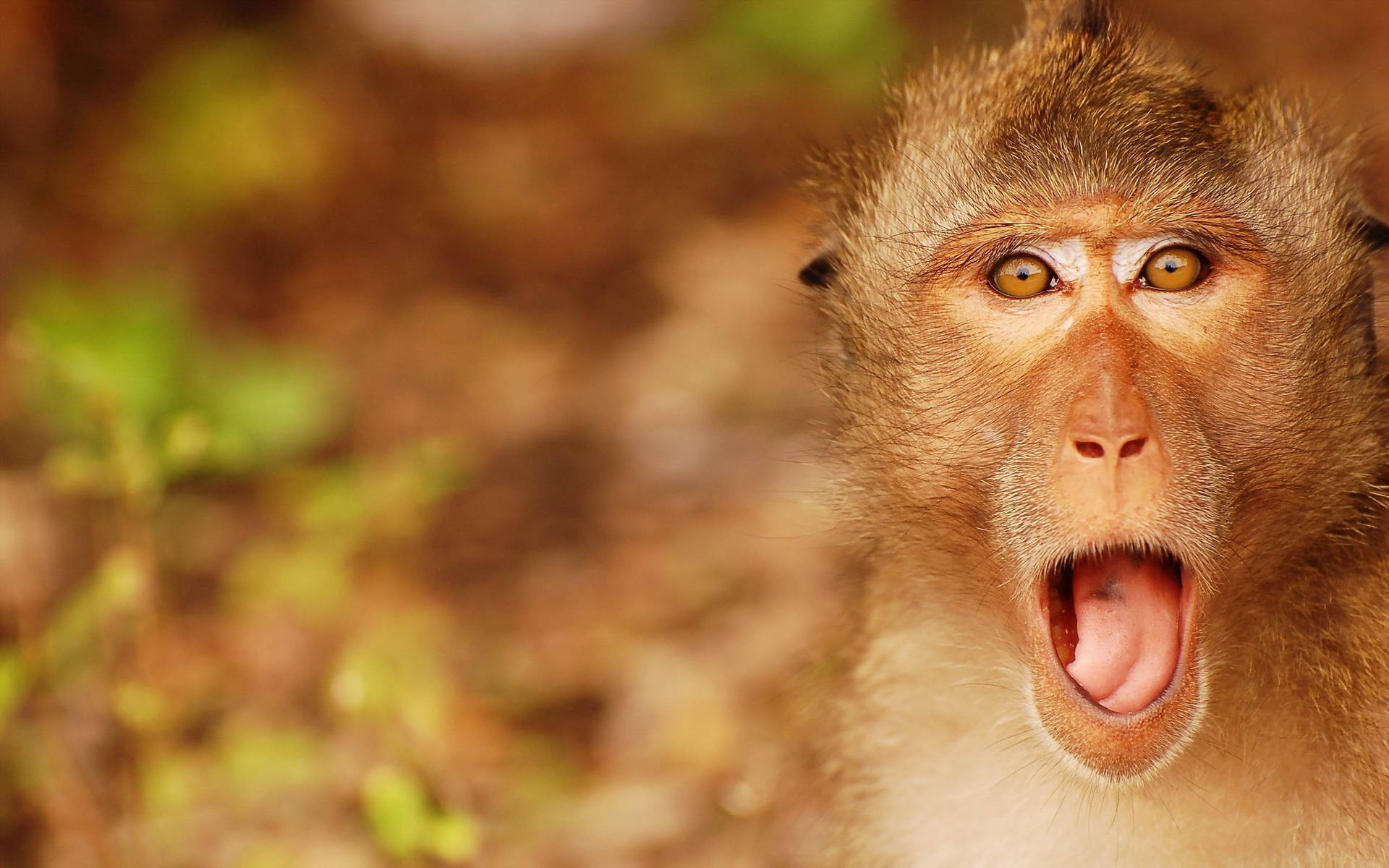 Funny Monkey Tongue Out Background
