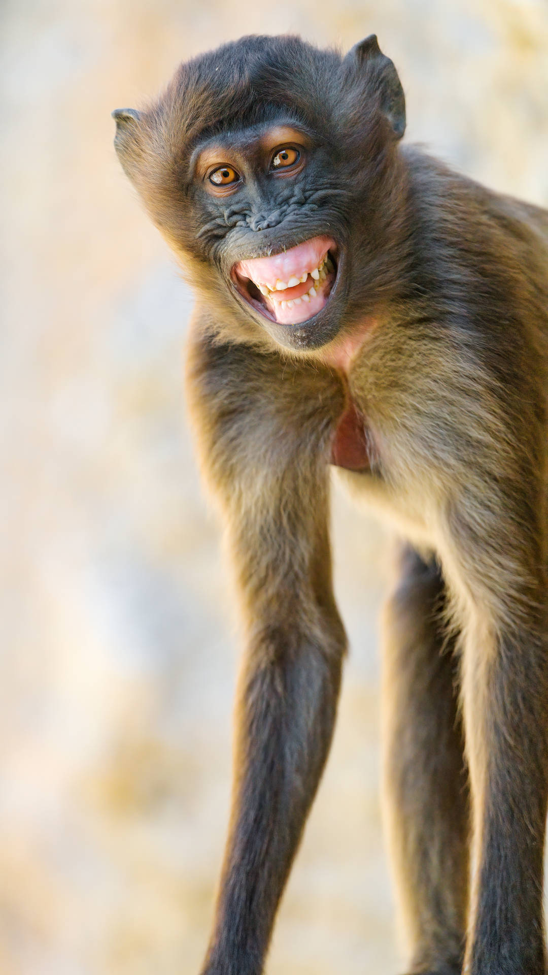 Funny Monkey With Long Arms Background