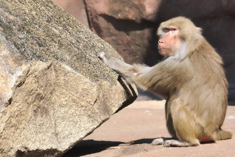 Funny Monkey With Rock Boulder Background