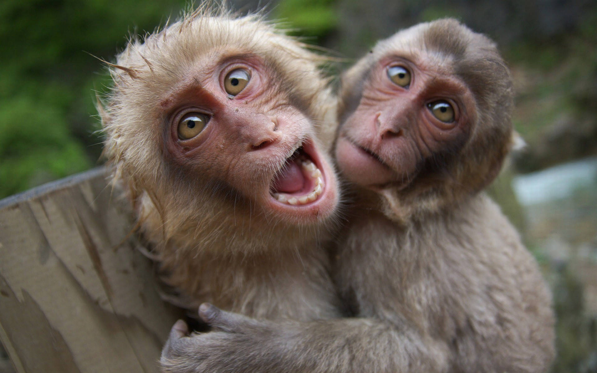 Funny Monkeys Hugging Background