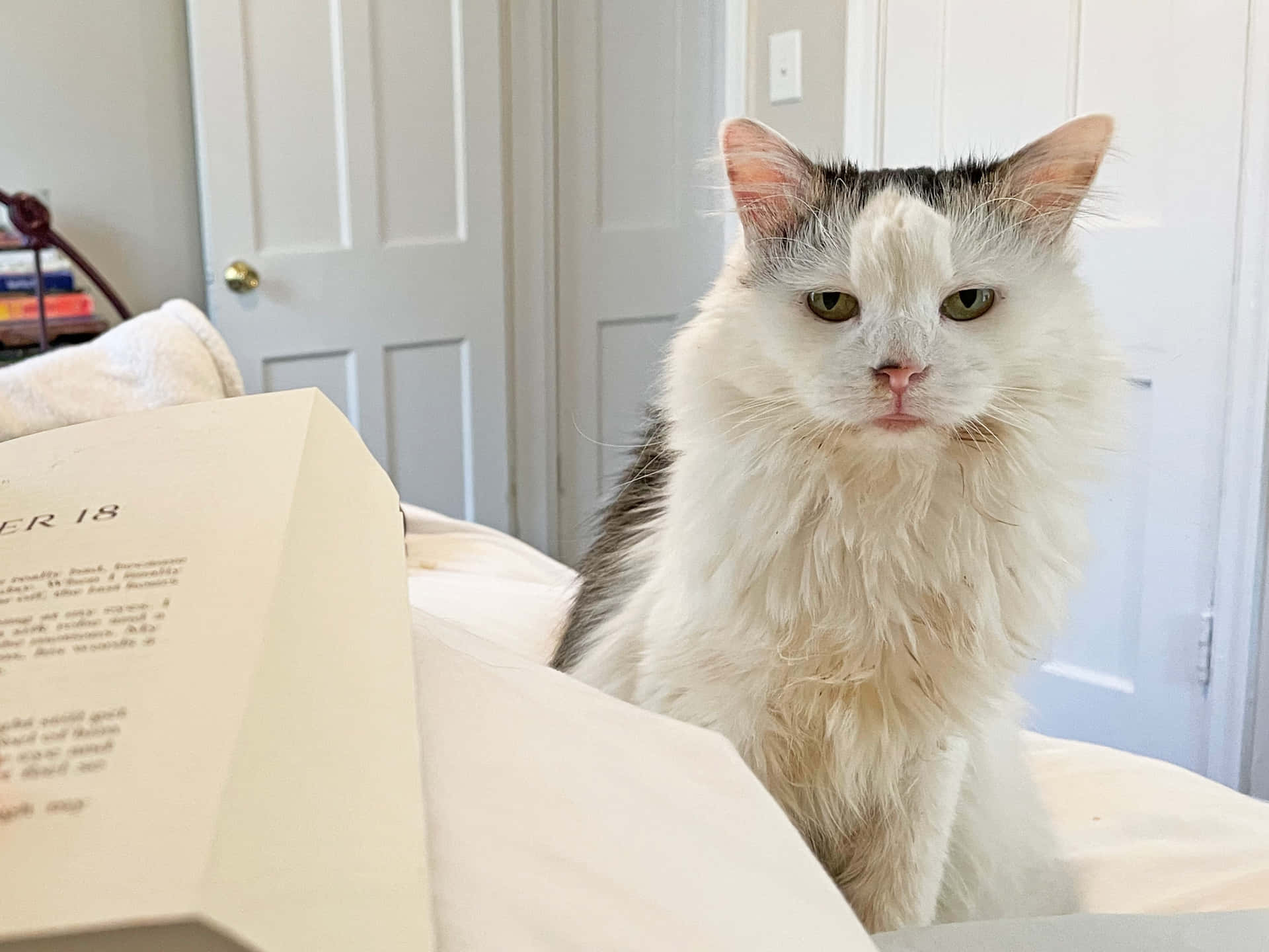 Funny Pfp For Tiktok Of Cat Background