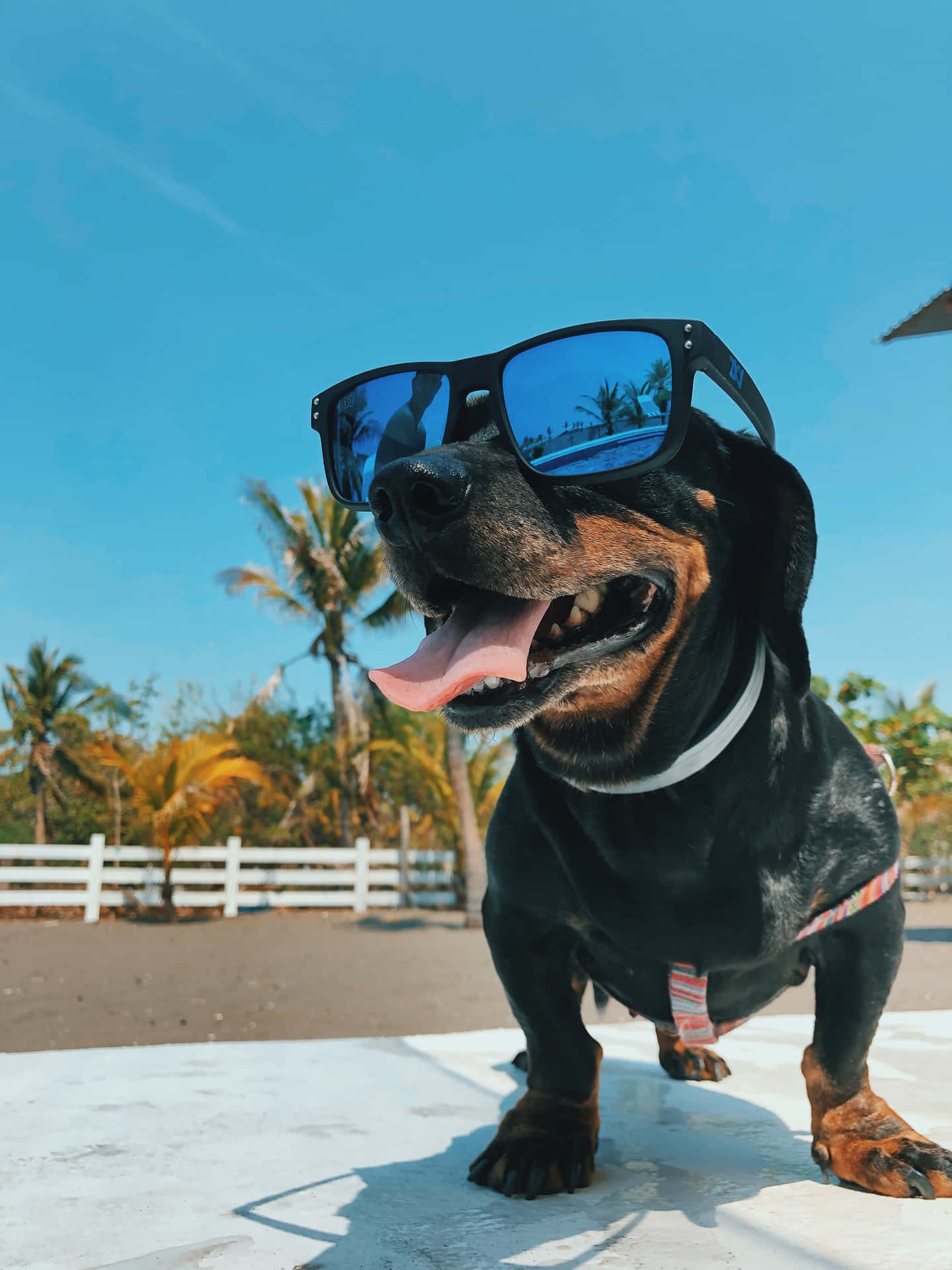 Funny Pfp For Tiktok Of Dog Background