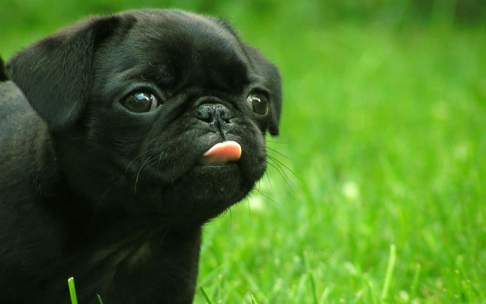 Funny Pug Dog In The Garden Background