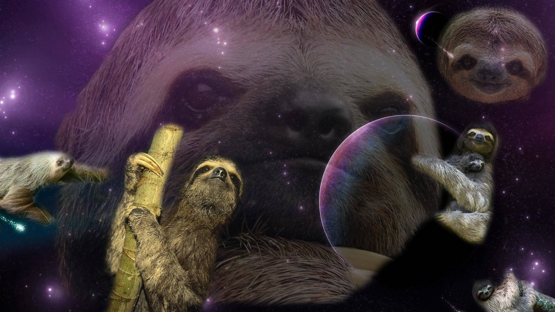 Funny Sloth Pictures Poster Background
