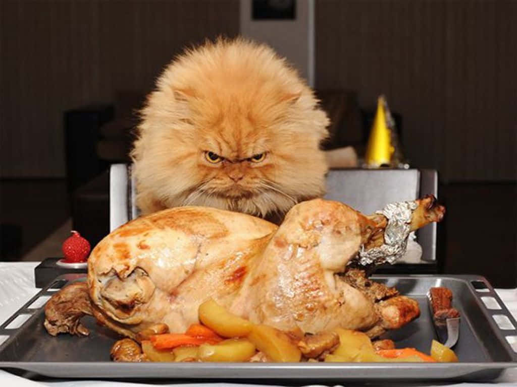 Funny Thanksgiving Angry Cat