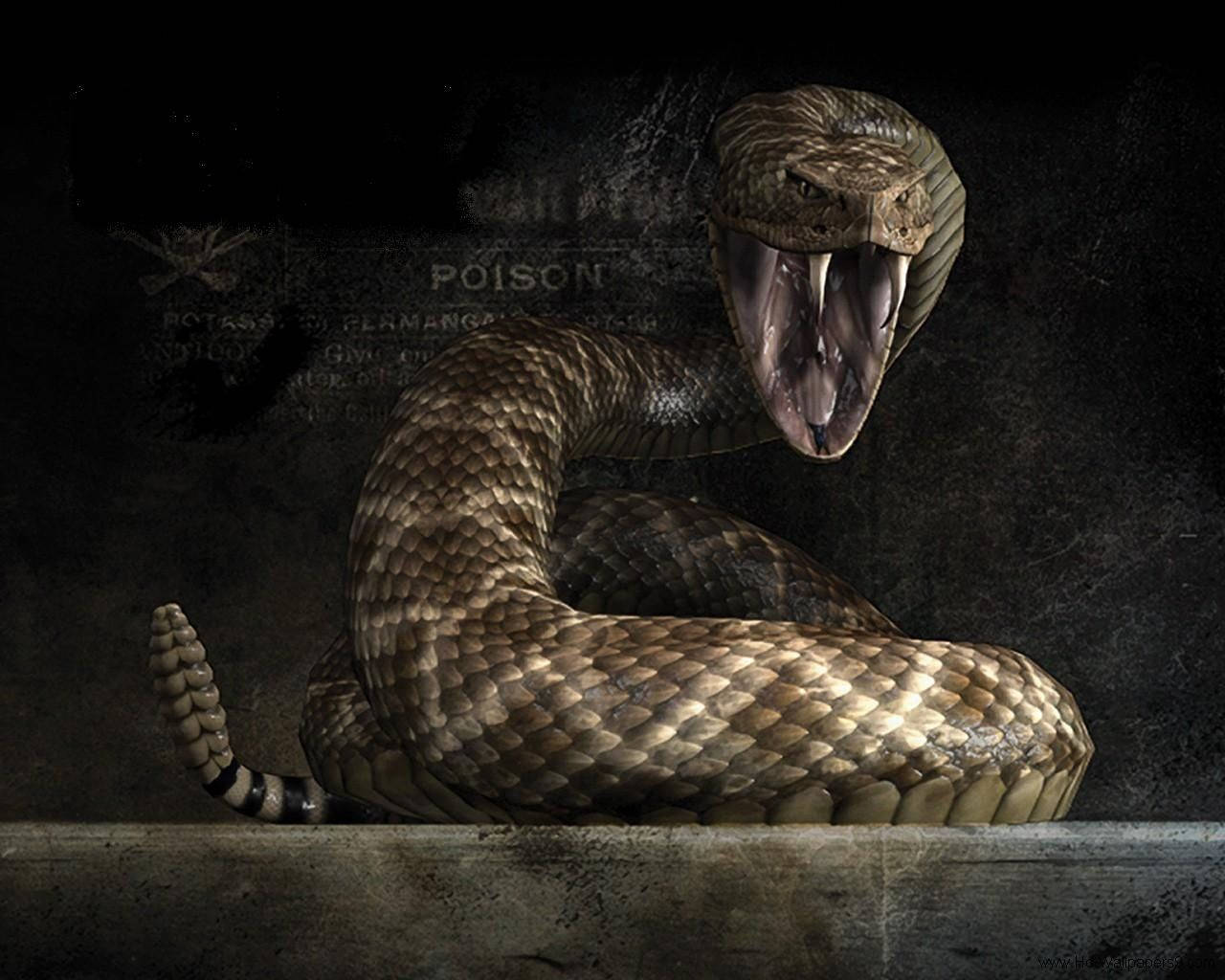 Furious Viper Snake