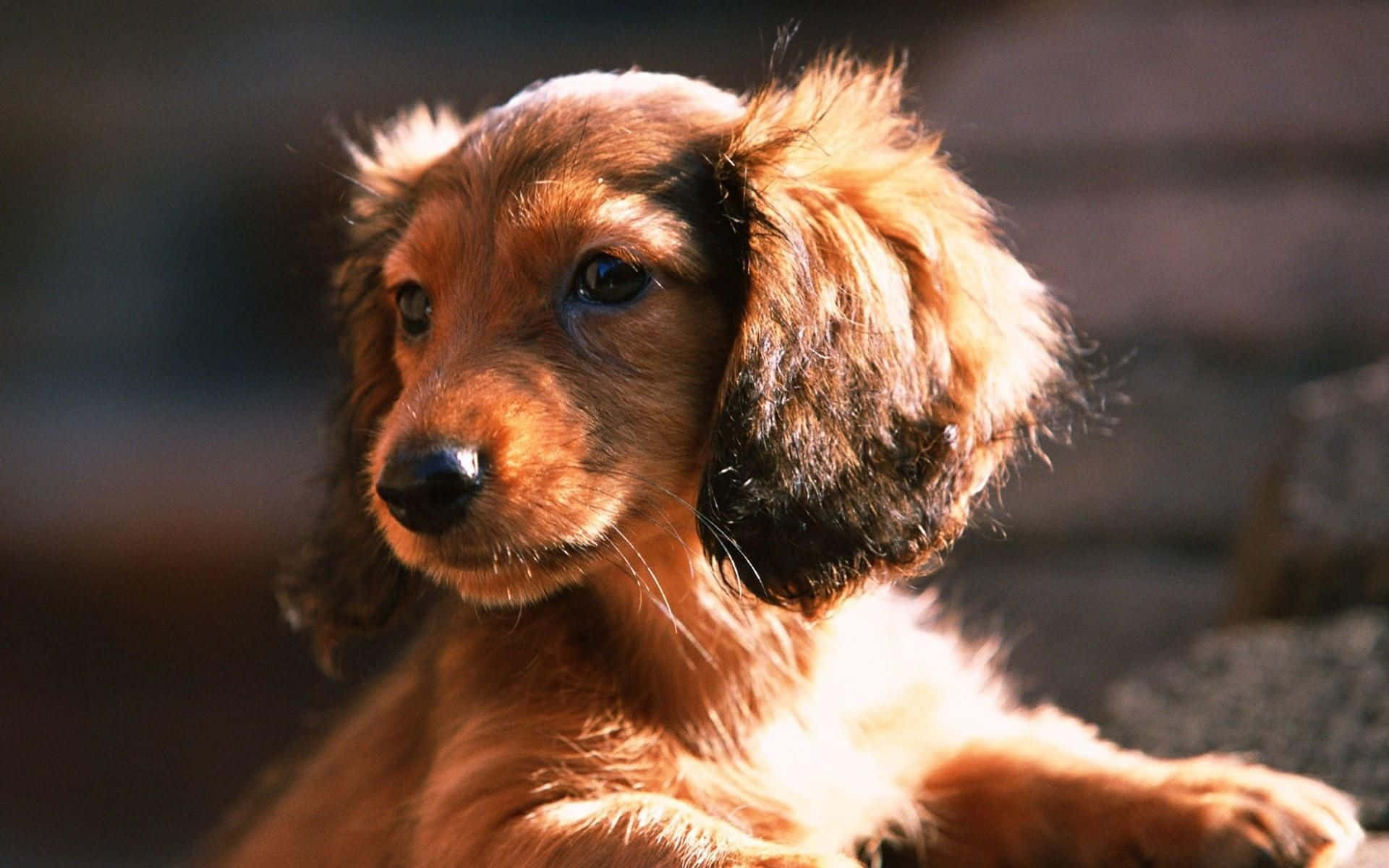 Furry Brown Dachshund Background