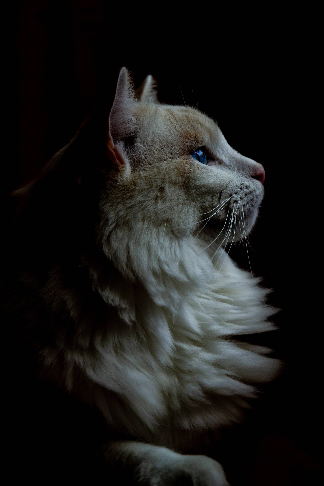 Furry Kitty Profile On Black Background Background