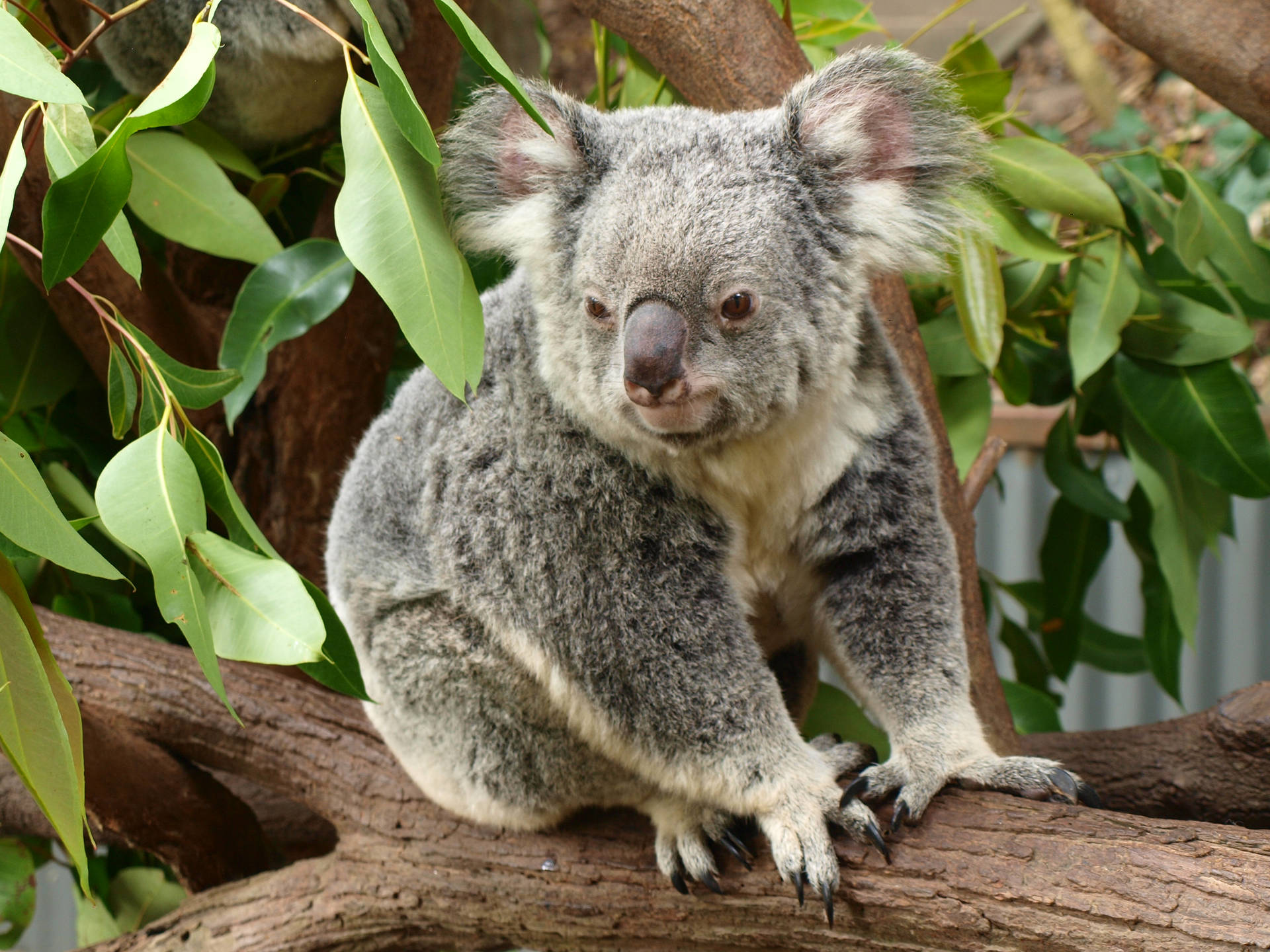 Furry Koala Bear Background