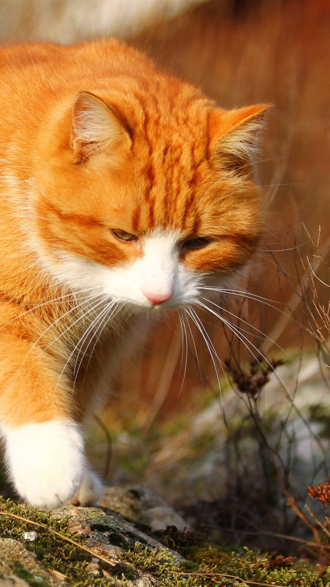 Furry Orange Cat Background