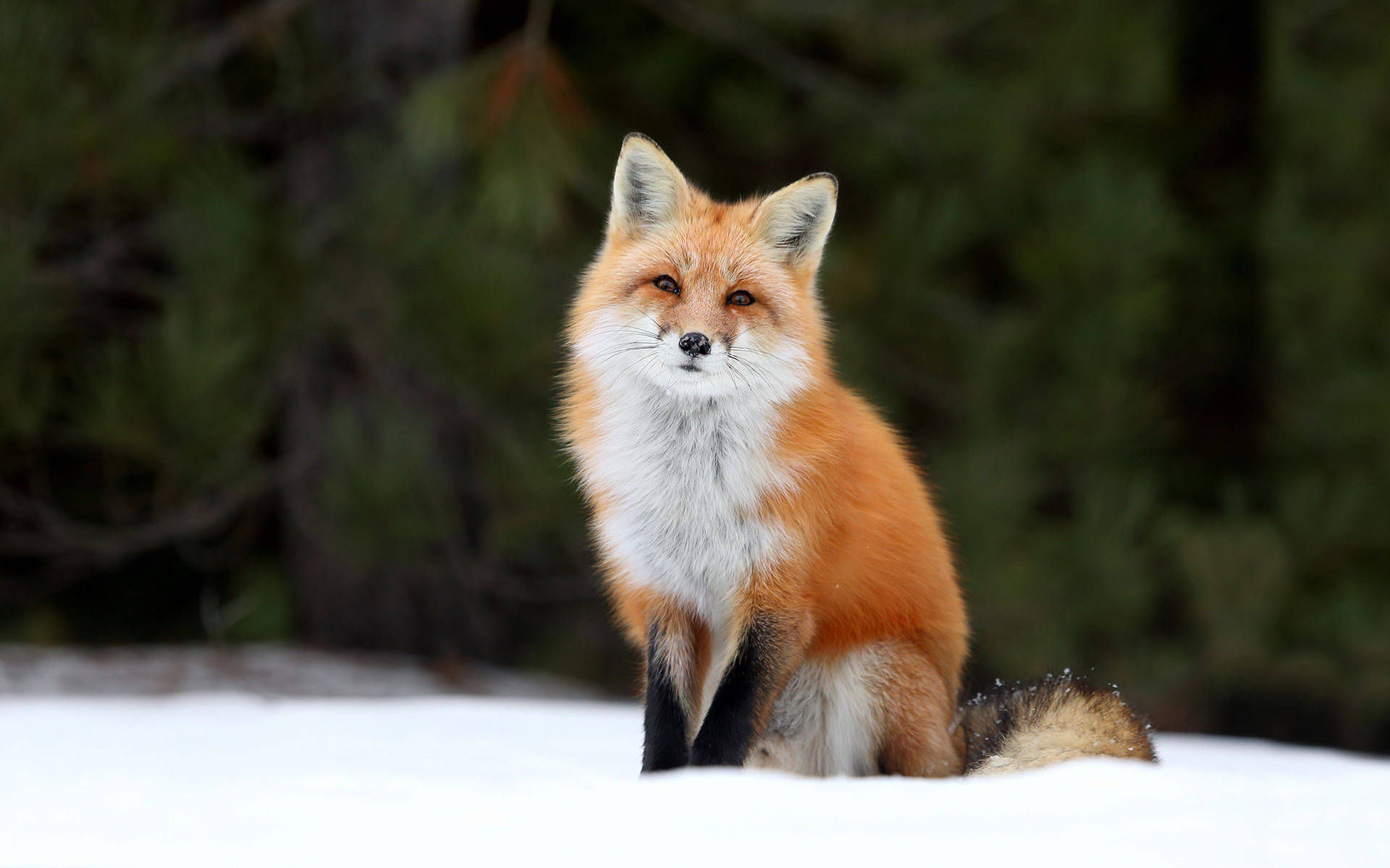 Furry Red Fox Hd Background