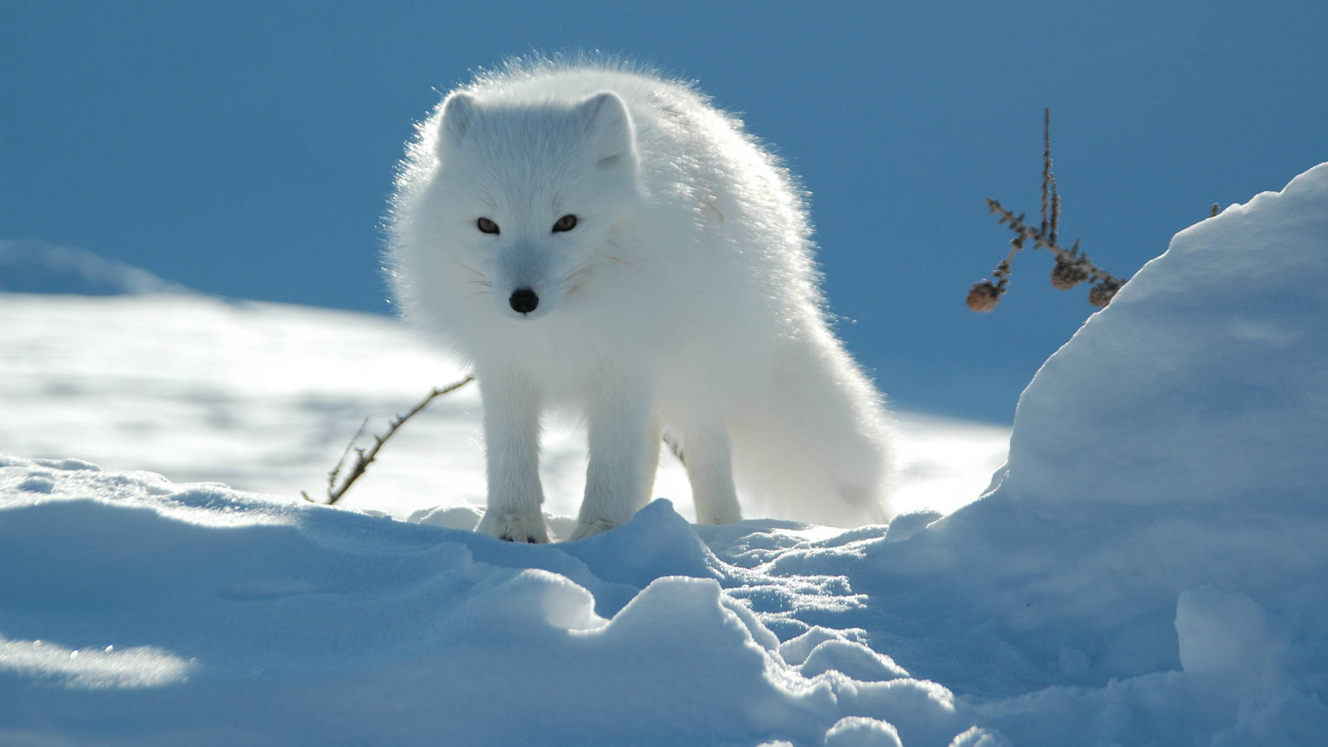 Furry Snow Arctic Fox Background