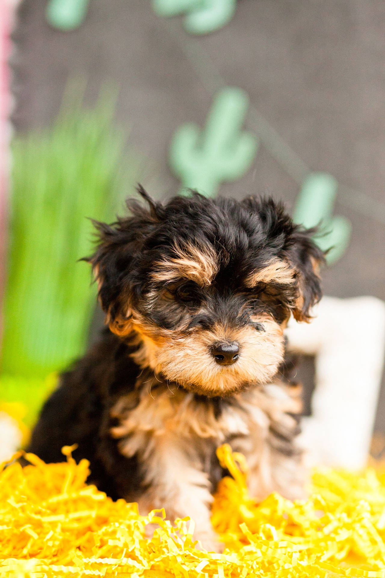 Furry Yorkshire Terrier Puppy Photography Background