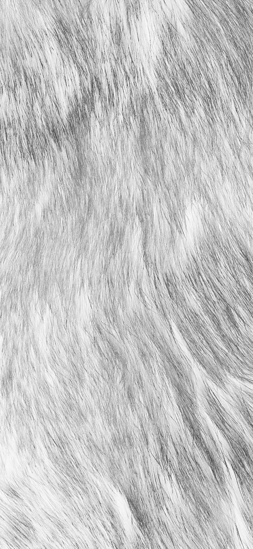 Fuzzy Gray Fur