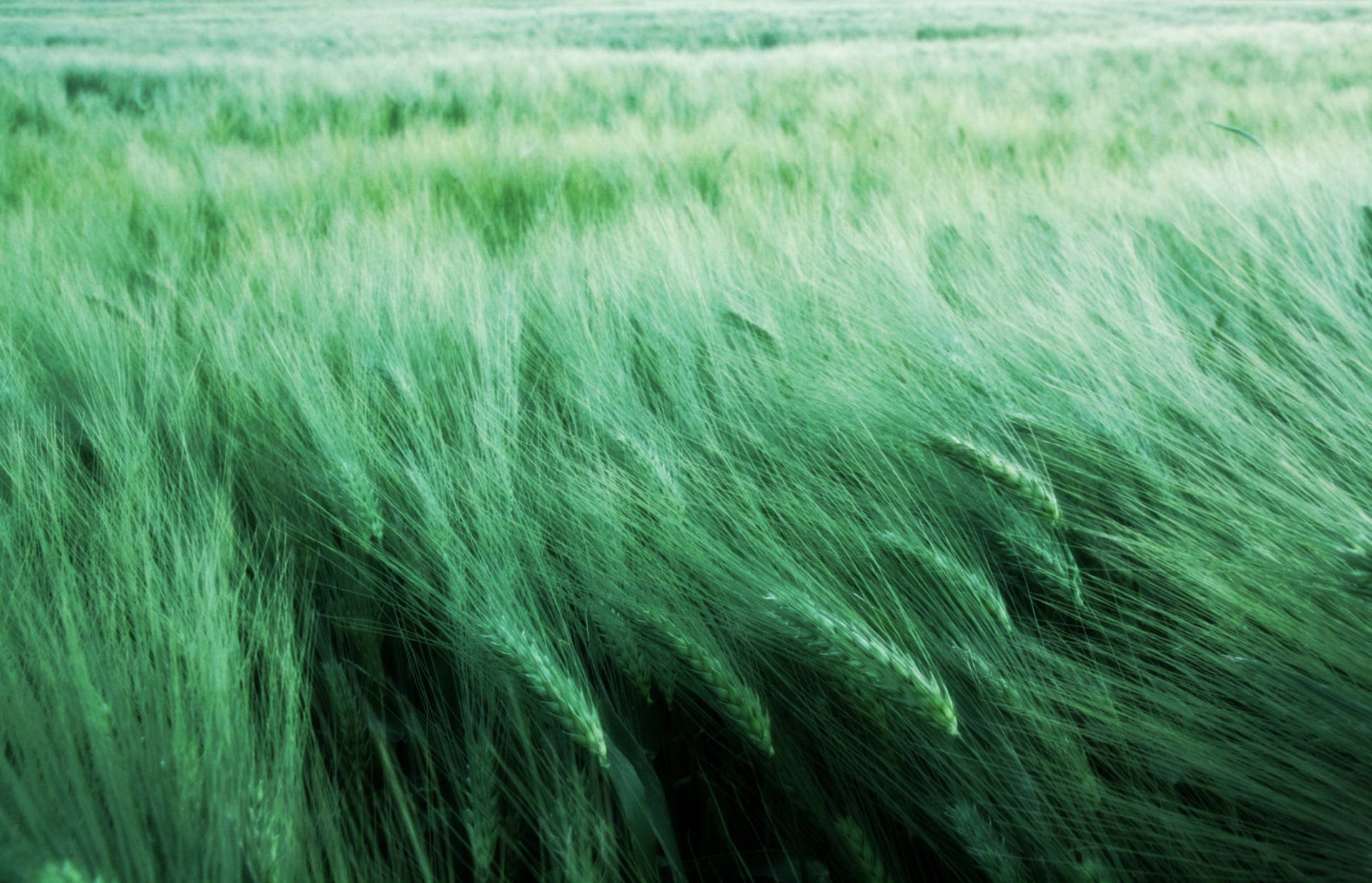 Fuzzy Green Wheat Field Swaying With Wind