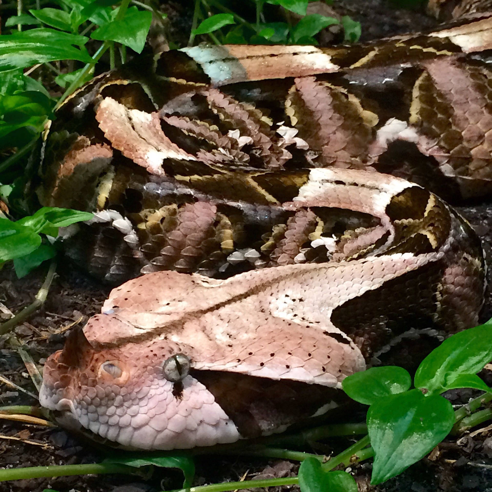 Gaboon Viper Aesthetic Camouflage Snake Background