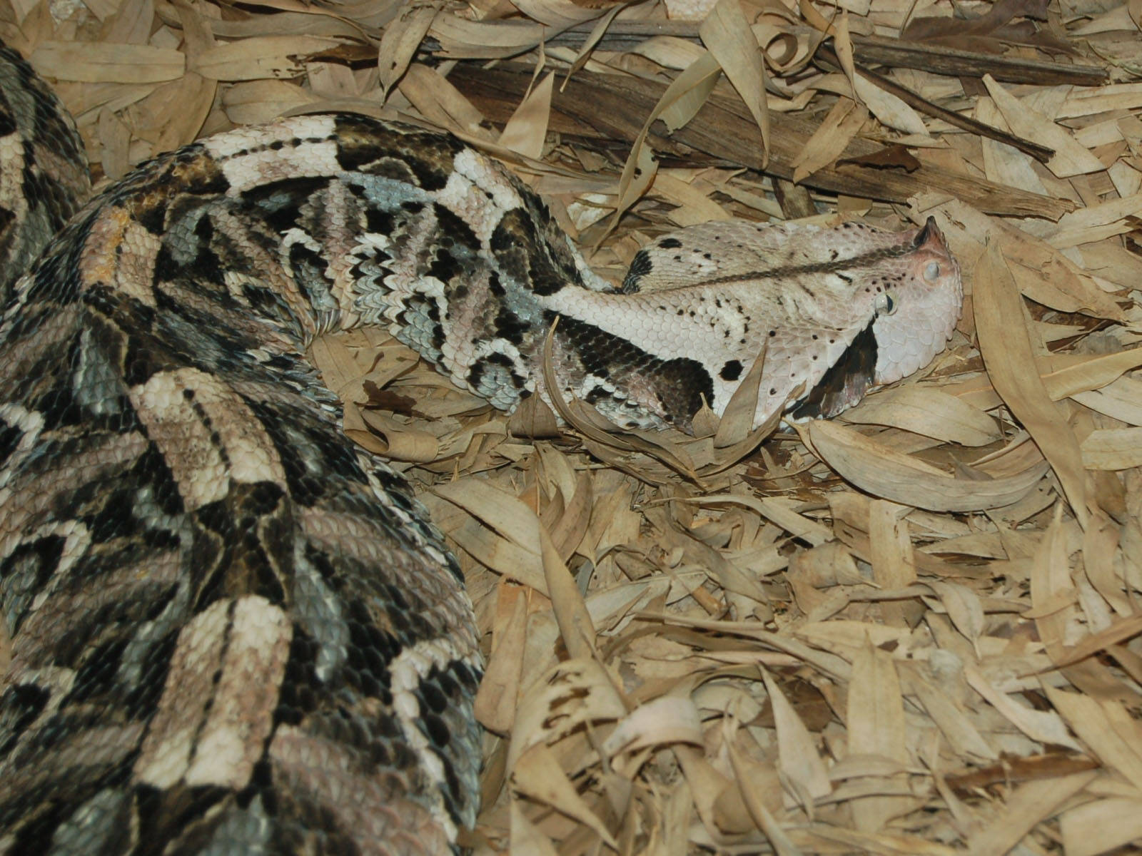 Gaboon Viper At Riverbanks Zoo And Garden