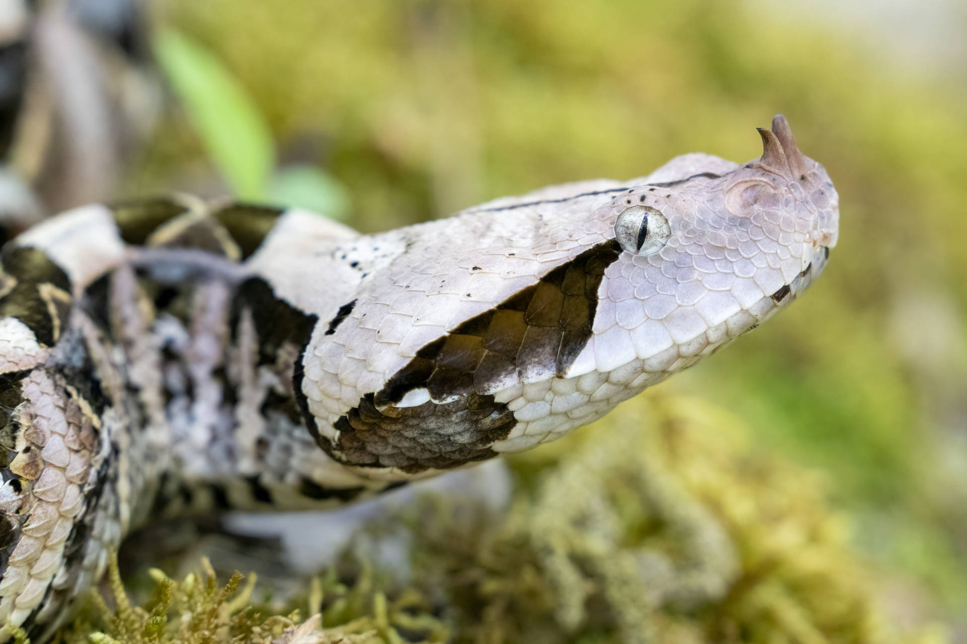 Gaboon Viper Beautiful Reptile Side View Angle Background