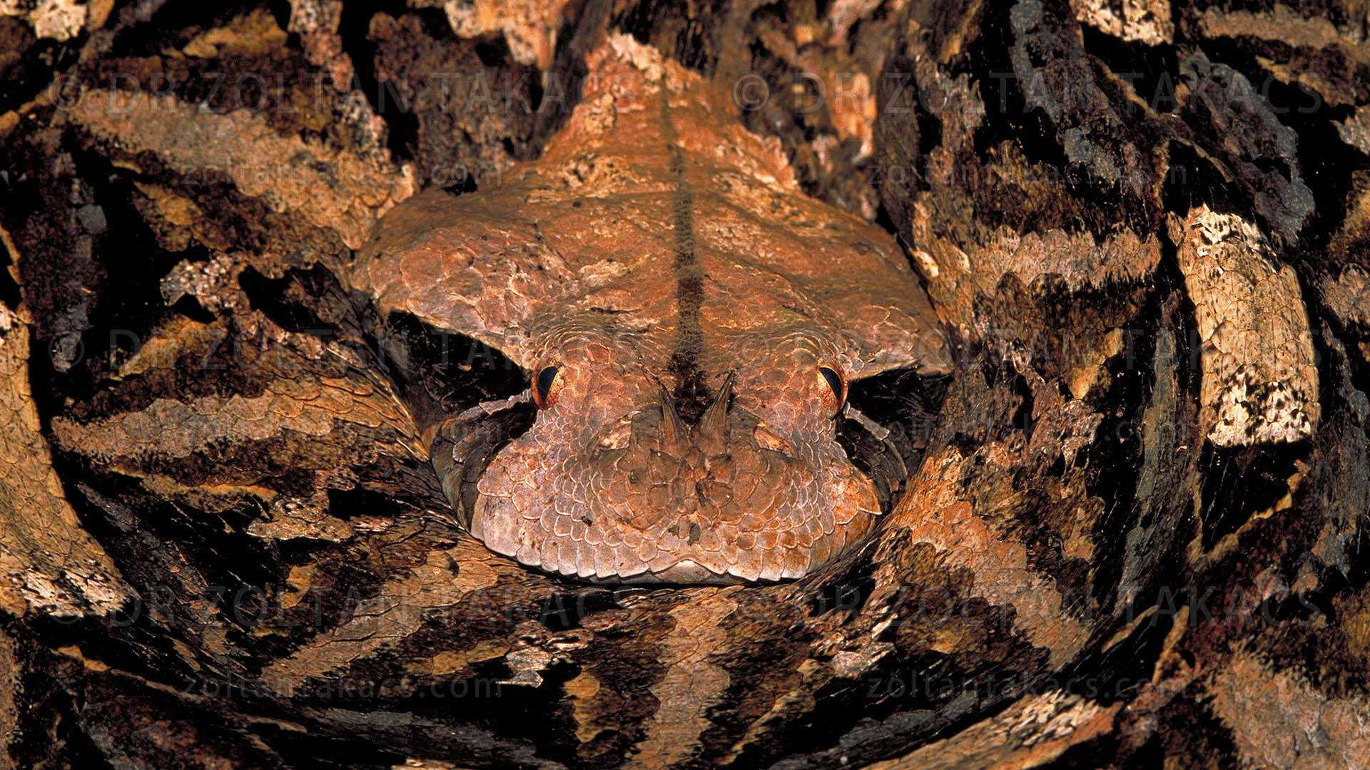 Gaboon Viper Formed Into Circle Background