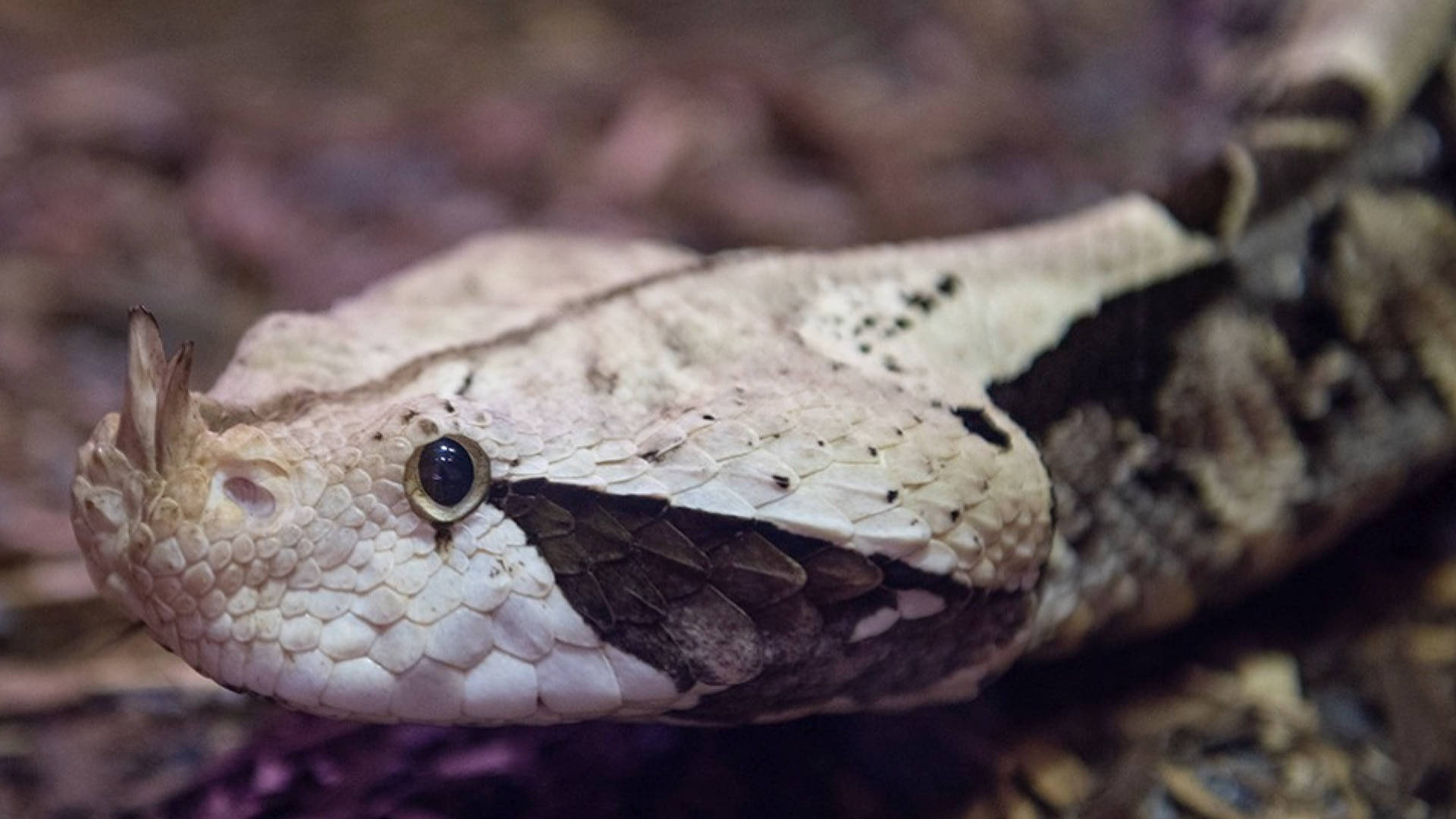 Gaboon Viper Head Snake Close Up Background