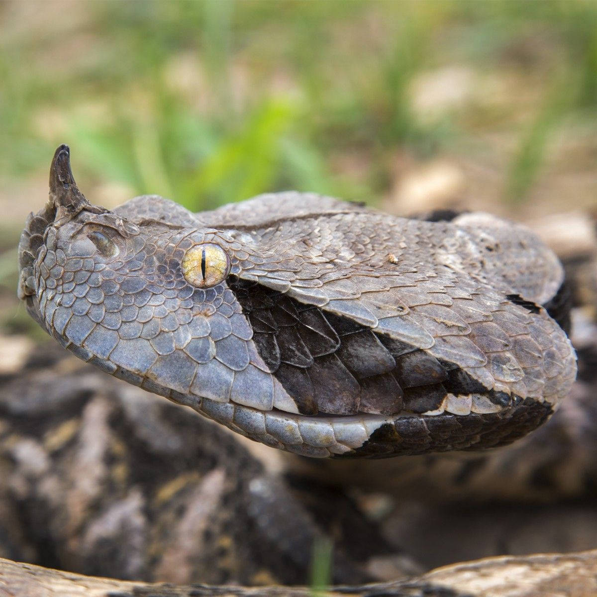 Gaboon Viper Portrait Macro Shot Background