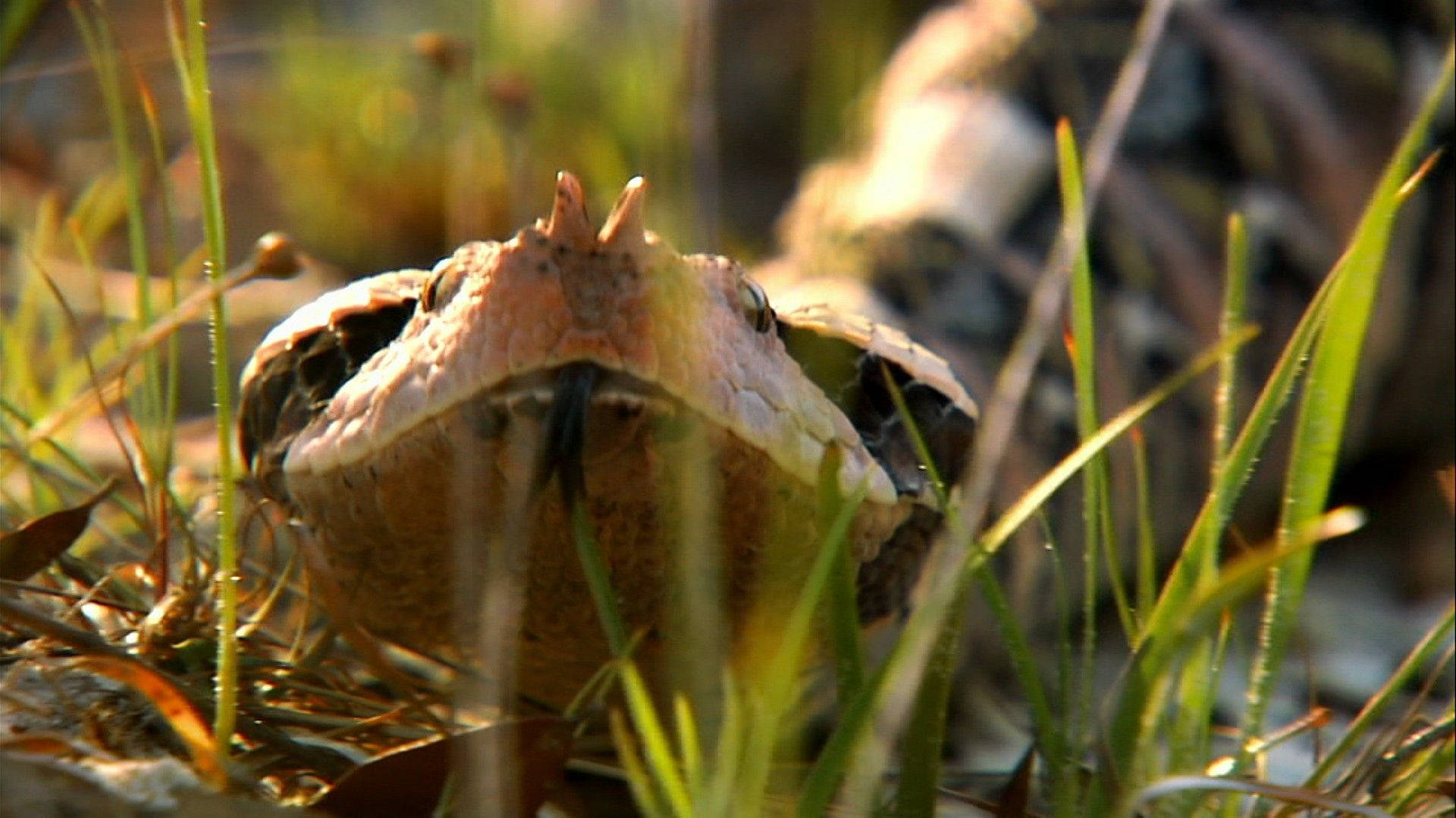 Gaboon Viper Showing Forked Tongue Background