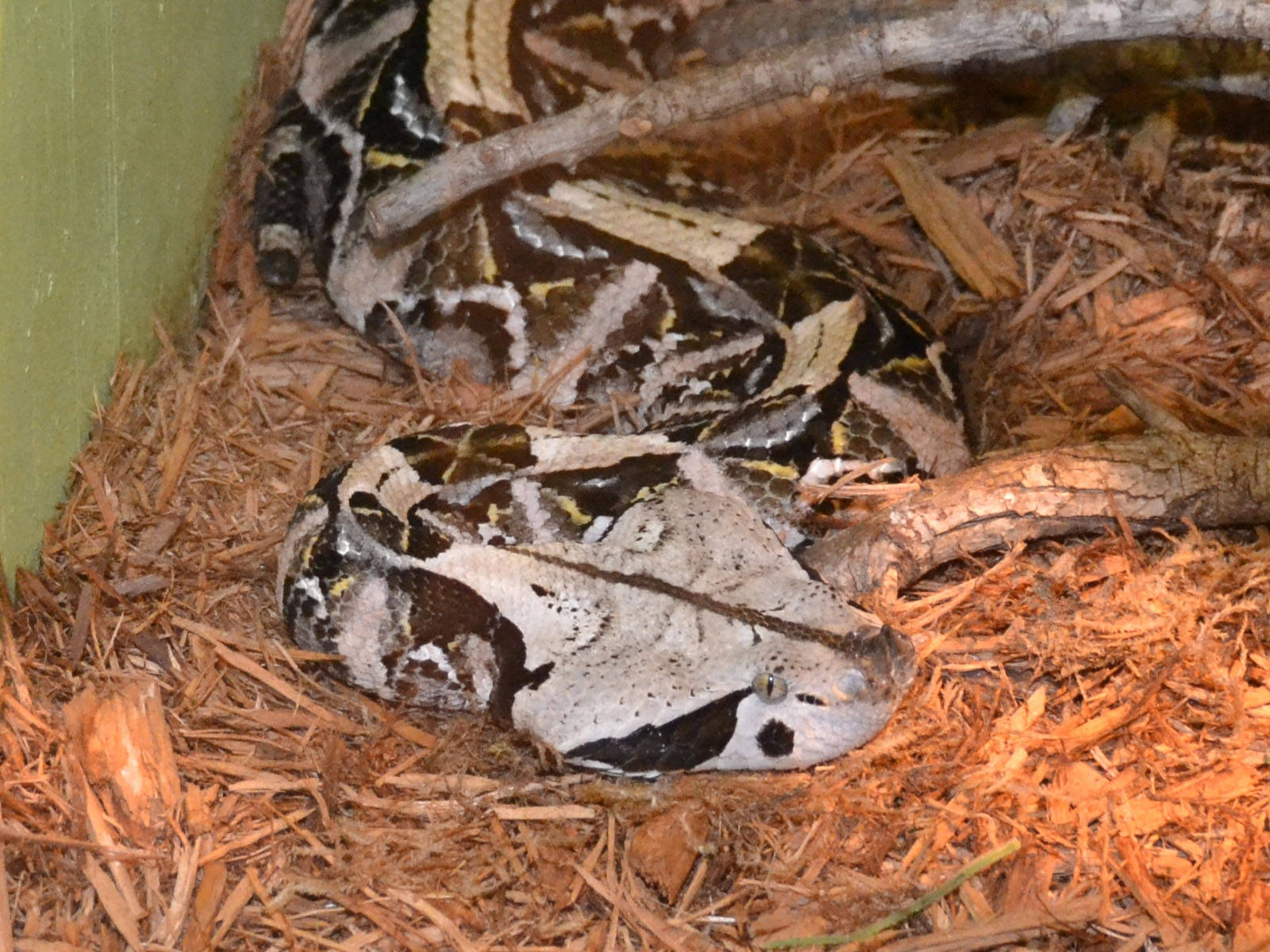 Gaboon Viper Snake At Abilene Zoo