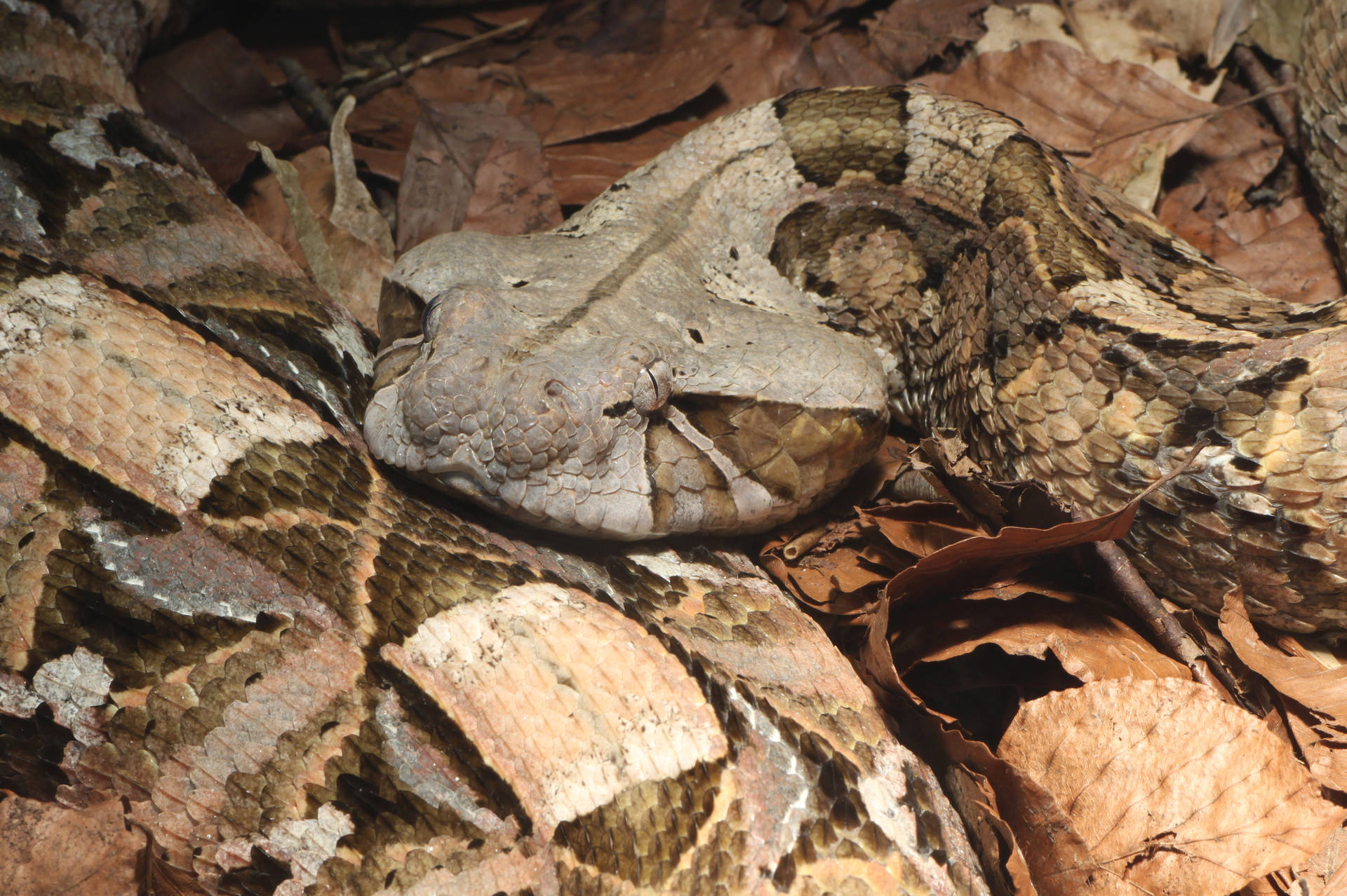 Gaboon Viper Snake On Dry Leaves