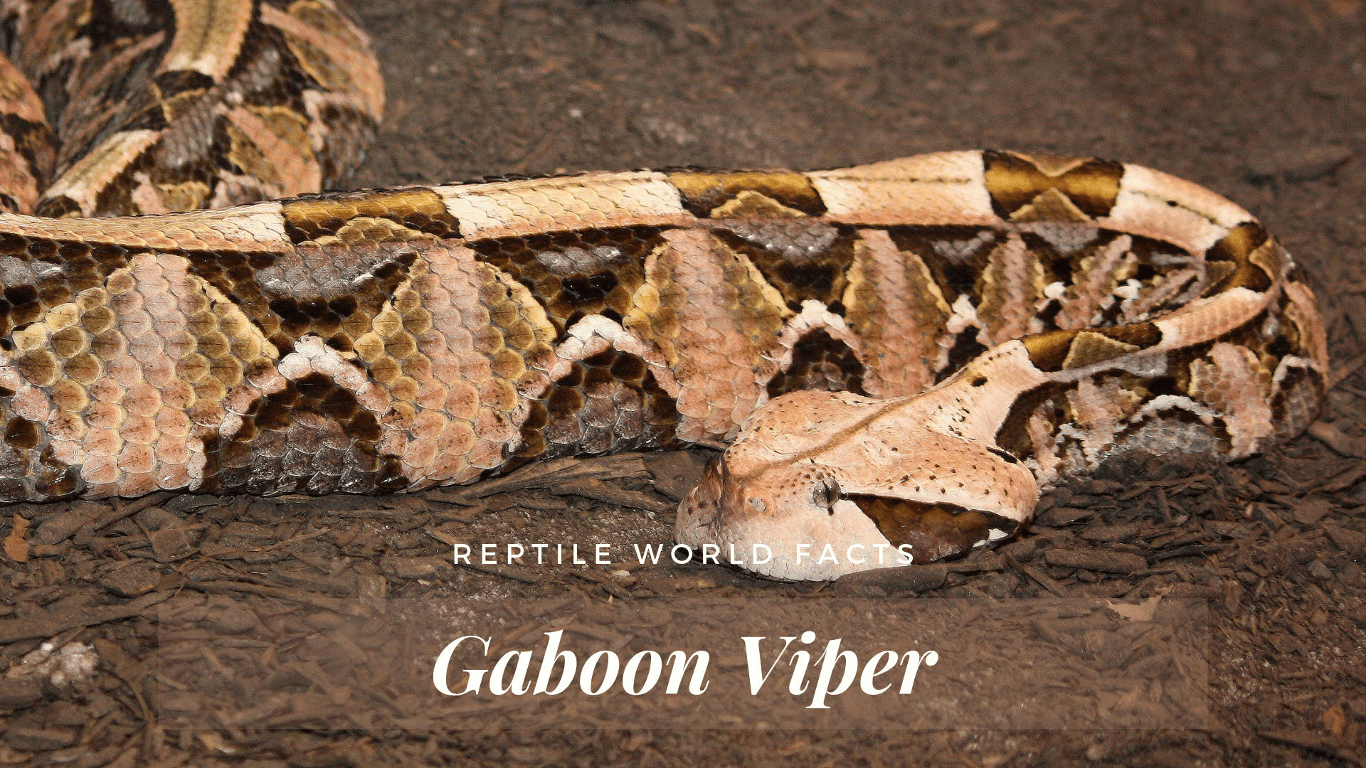 Gaboon Viper Venomous Snake Illustration Background